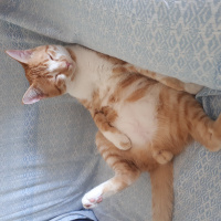 Sarman, Kedi  Erik fotoğrafı