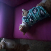 Sarman, Kedi  Erik fotoğrafı