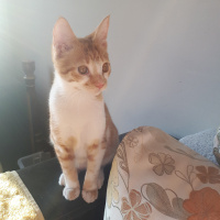 Sarman, Kedi  Limon fotoğrafı