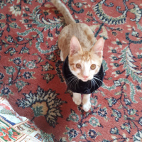 Sarman, Kedi  Limon fotoğrafı