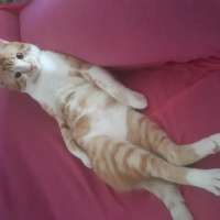 Sarman, Kedi  Limon fotoğrafı