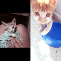 Sarman, Kedi  Limon fotoğrafı