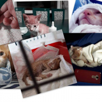 Sarman, Kedi  Limon fotoğrafı
