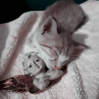 Sarman, Kedi  Limon fotoğrafı