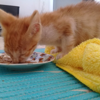 Sarman, Kedi  Limon fotoğrafı