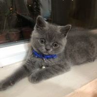 British Shorthair, Kedi  Lila fotoğrafı