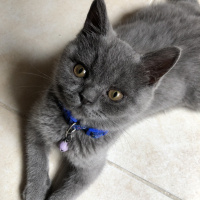 British Shorthair, Kedi  Lila fotoğrafı