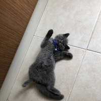 British Shorthair, Kedi  Lila fotoğrafı
