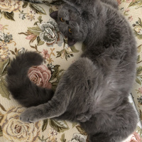 British Shorthair, Kedi  Lila fotoğrafı