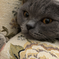 British Shorthair, Kedi  Lila fotoğrafı