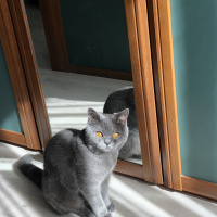 British Shorthair, Kedi  Lila fotoğrafı