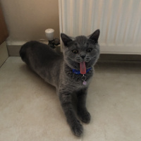 British Shorthair, Kedi  Lila fotoğrafı