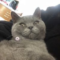 British Shorthair, Kedi  Lila fotoğrafı