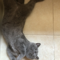 British Shorthair, Kedi  Lila fotoğrafı