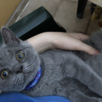 British Shorthair, Kedi  Lila fotoğrafı
