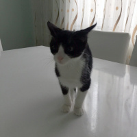 Tuxedo (Smokin) Kedi, Kedi  Zorro fotoğrafı