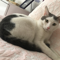 Tekir Kedi, Kedi  Boncuk fotoğrafı