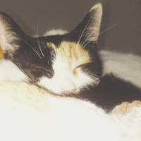 Tekir Kedi, Kedi  Şans fotoğrafı