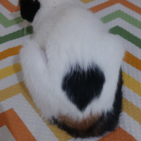 Tekir Kedi, Kedi  Şans fotoğrafı