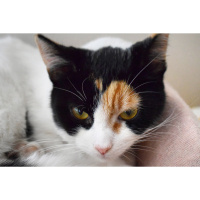 Tekir Kedi, Kedi  Şans fotoğrafı