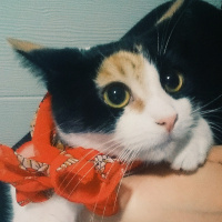 Tekir Kedi, Kedi  Şans fotoğrafı