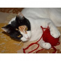 Tekir Kedi, Kedi  Şans fotoğrafı