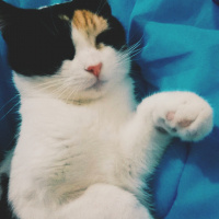 Tekir Kedi, Kedi  Şans fotoğrafı