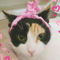 Tekir Kedi, Kedi  Şans fotoğrafı