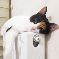 Tekir Kedi, Kedi  Şans fotoğrafı