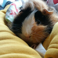 Guinea Pig, Kemirgen  Miho fotoğrafı