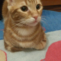 Sarman, Kedi  Alex fotoğrafı