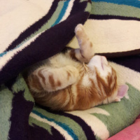 Sarman, Kedi  Alex fotoğrafı