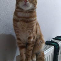 Sarman, Kedi  Alex fotoğrafı