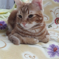 Sarman, Kedi  Alex fotoğrafı