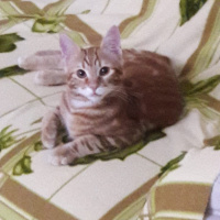 Sarman, Kedi  Alex fotoğrafı
