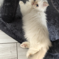 Ragdoll, Kedi  papi fotoğrafı