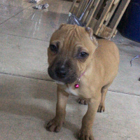 Amerikan Pitbull Terrier, Köpek  Pablo fotoğrafı