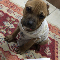 Amerikan Pitbull Terrier, Köpek  Pablo fotoğrafı