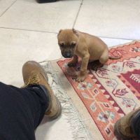 Amerikan Pitbull Terrier, Köpek  Pablo fotoğrafı