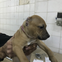 Amerikan Pitbull Terrier, Köpek  Pablo fotoğrafı