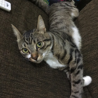 Tekir Kedi, Kedi  Coco (Koko) fotoğrafı