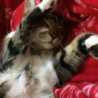 Tekir Kedi, Kedi  Coco (Koko) fotoğrafı