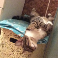 Tekir Kedi, Kedi  Coco (Koko) fotoğrafı