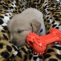 Golden Retriever, Köpek  Odin pars fotoğrafı