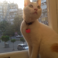 Tekir Kedi, Kedi  Umay fotoğrafı
