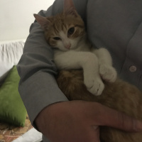 Sarman, Kedi  Balım fotoğrafı