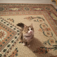 Norwegian Forest, Kedi  Pera fotoğrafı