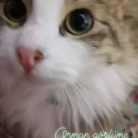 Norwegian Forest, Kedi  Pera fotoğrafı