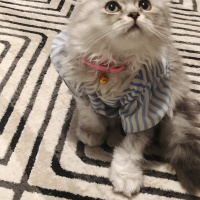 Chinchilla, Kedi  Paspas fotoğrafı