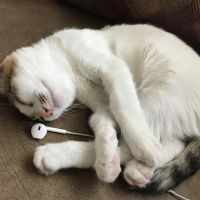 Tekir Kedi, Kedi  Itırsu fotoğrafı